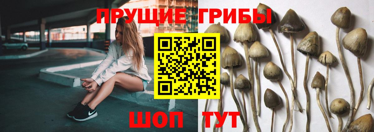 Галлюциногенные грибы Psilocybe  Заринск 